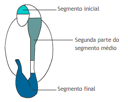 morfologia touro